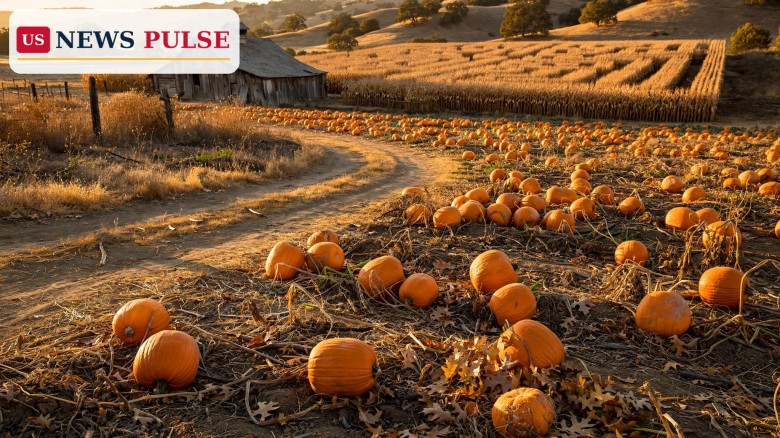 E. coli en un huerto de calabazas de California: 5 enfermos y 3 niños en UCI
